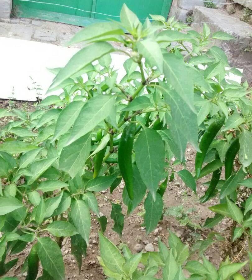 Reife rote Paprikaschoten an einer gesunden Pflanze in einem sonnigen Beet.