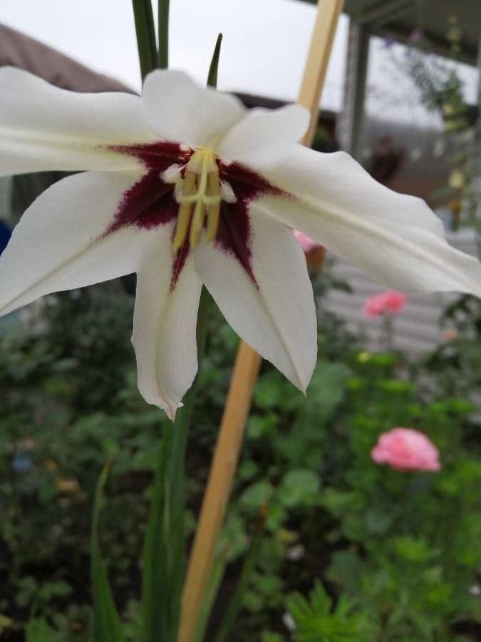 Fleur trompette blanche de Lilium formosanum