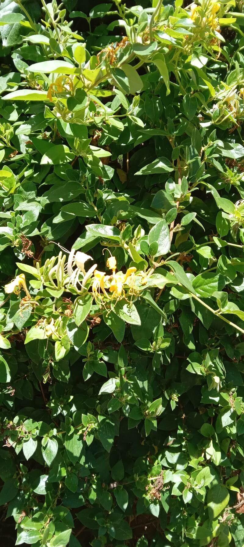 Chèvrefeuille du Japon en fleur grimpant sur une pergola en bois pendant l'été