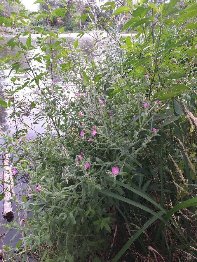 Épilobe hérissé en pleine floraison près d'un ruisseau, avec des fleurs violettes et des tiges velues