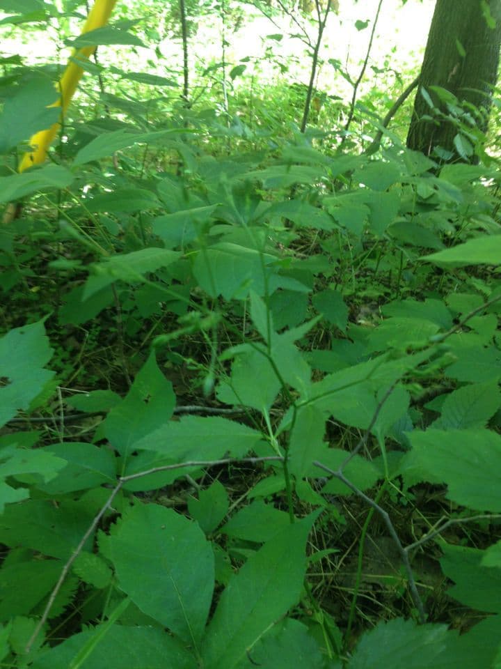 Cryptotaenia canadensis with white flowers in partial shade