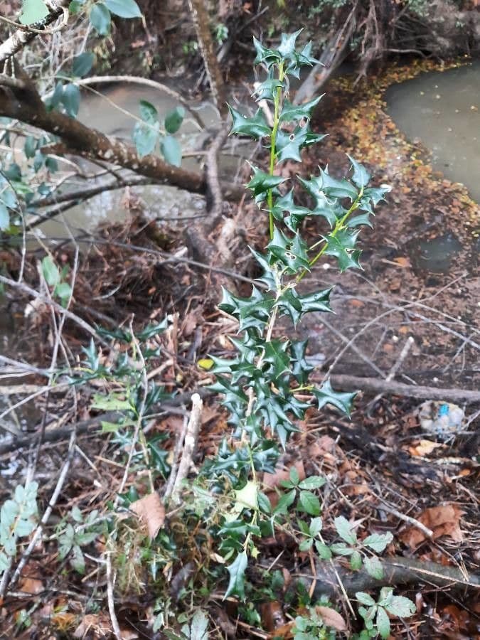 Chinese holly with characteristic horned leaves and glossy red berries