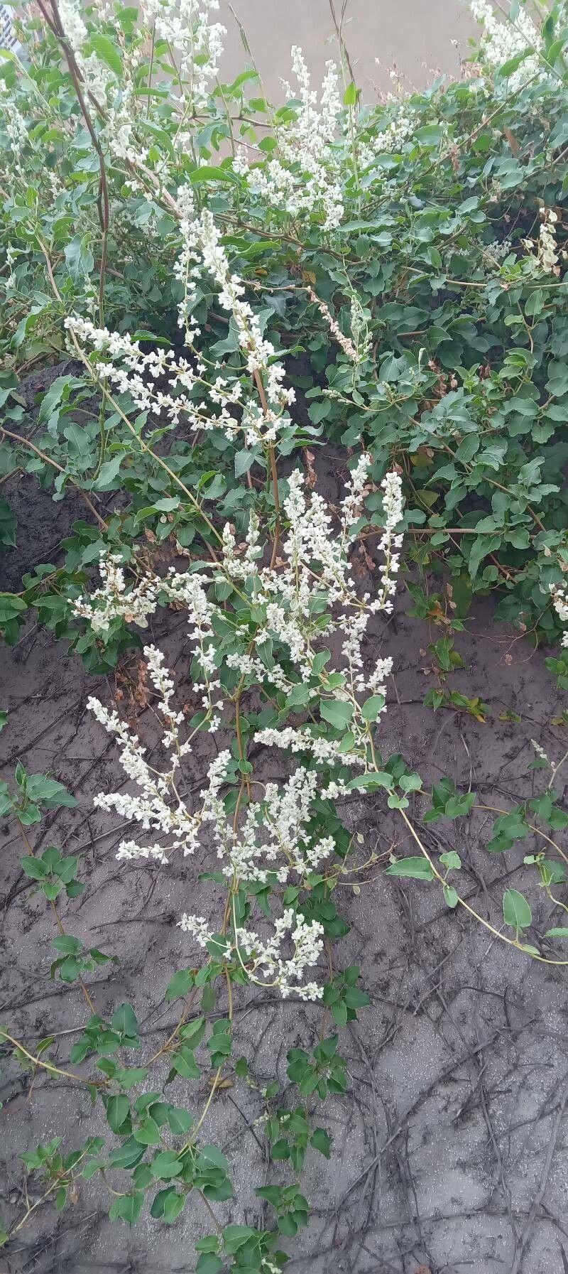 Weißblühender Schling-Flügelknöterich, der über eine Holzpergola klettert, in einem sonnigen Garten