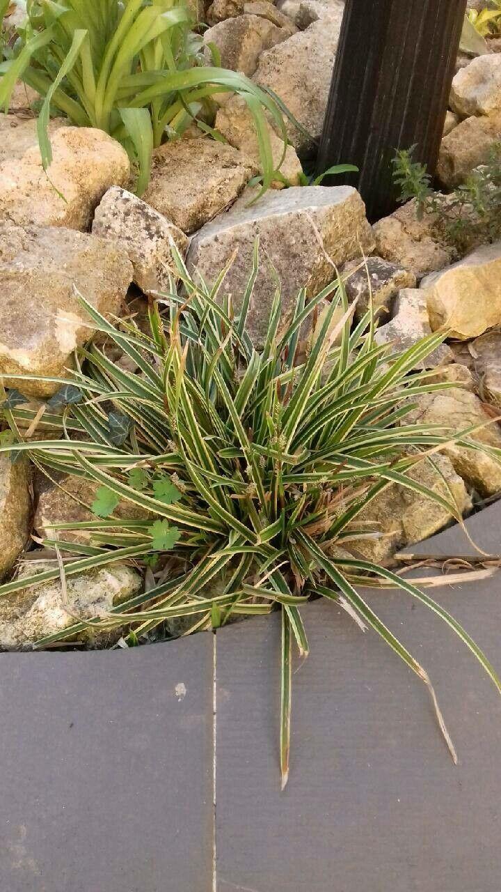 Carex umbrosa en pleine végétation sous des arbres feuillus, avec des épis brunâtres et un feuillage vert foncé
