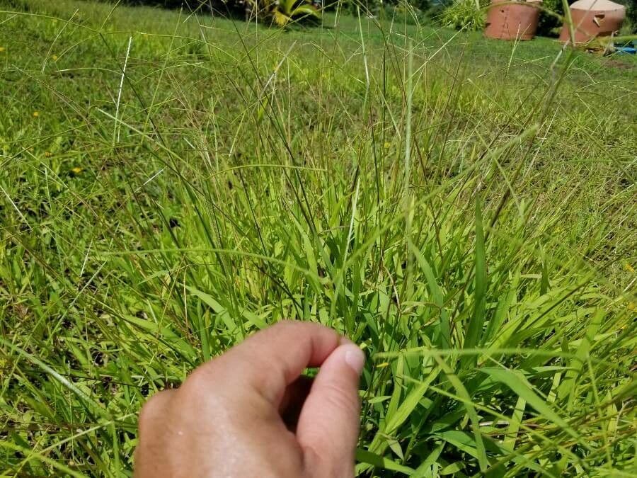 Paspalum conjugatum avec ses epis apparies caracteristiques sur sol humide tropical