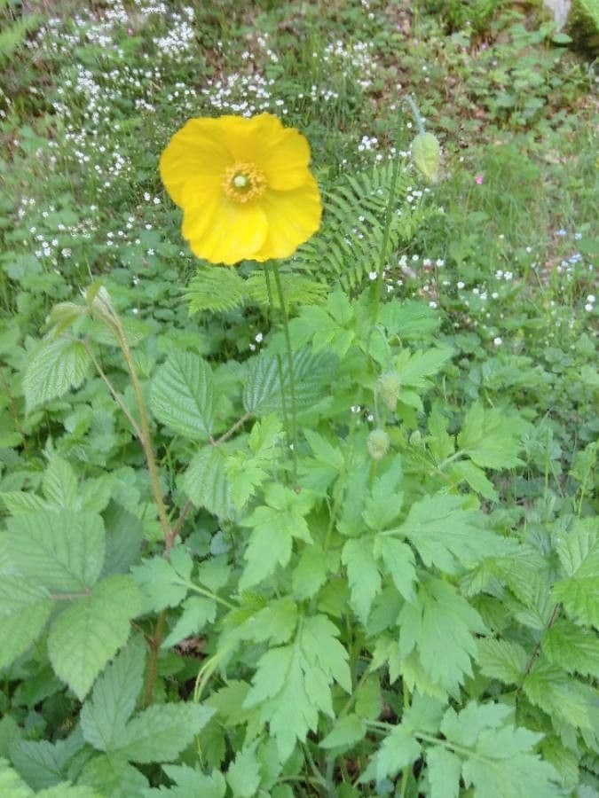 Papaver cambricum Wales-Mohn mit weichen Seidenpetalen in Gelb