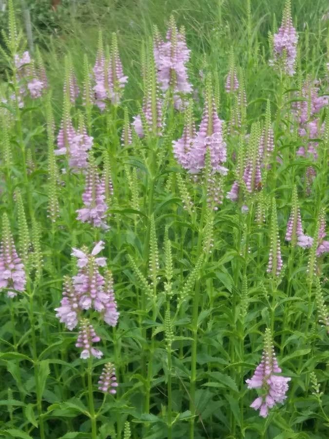 Purple obedient plant flower spikes with green foliage