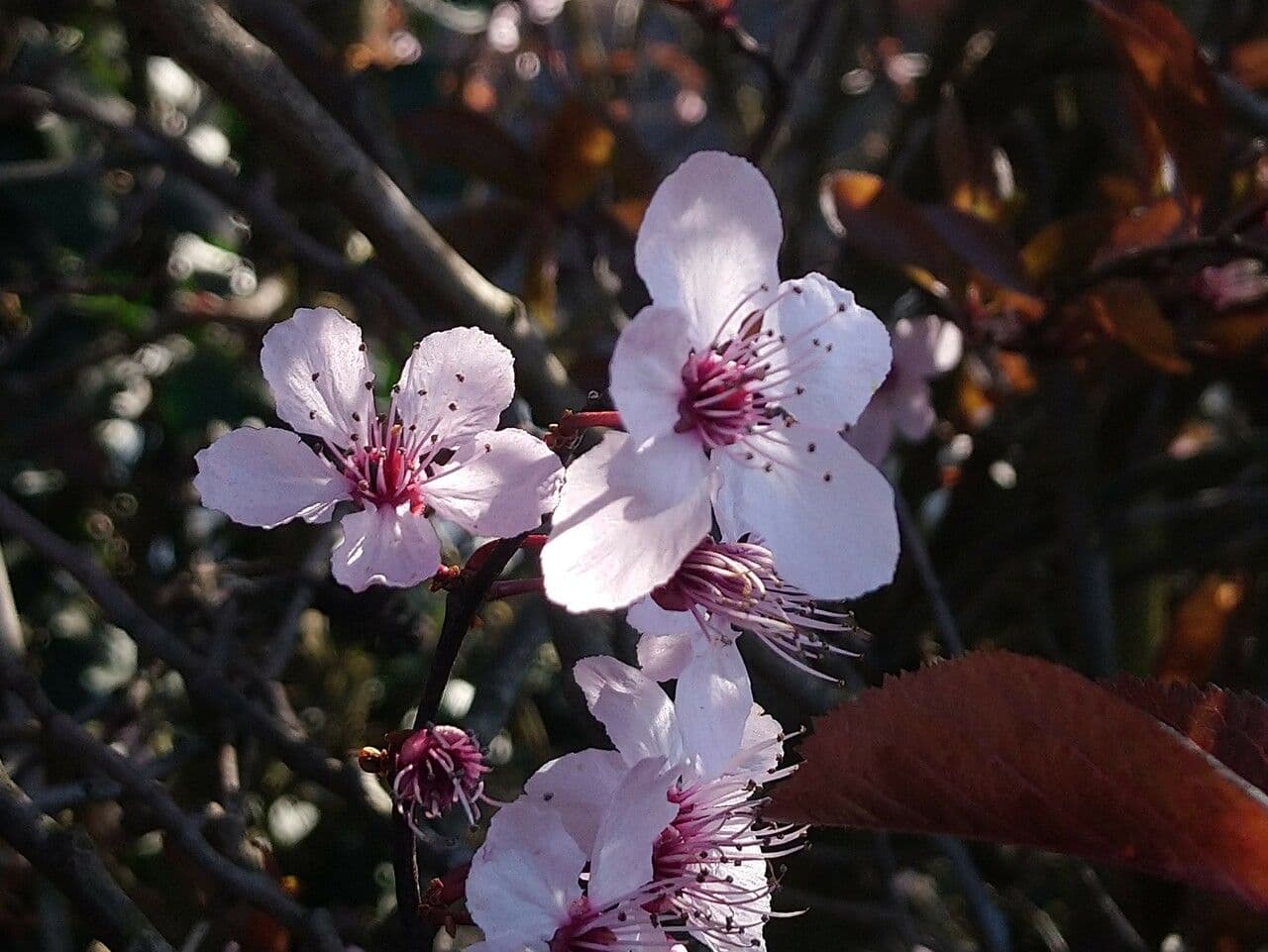 Branch of purple-leaf sand cherry with dark purple foliage and pink blossoms