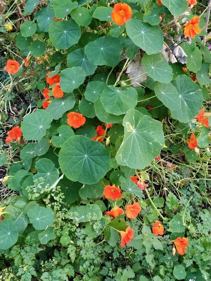 Nasturtium flowers in bright orange-red tones