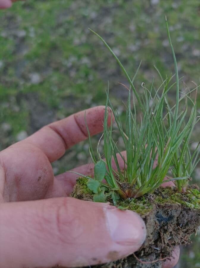 Juncus bufonius paddenrus plant detail