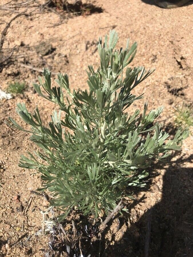 Artemisia tridentata basin sagebrush shrub in open landscape