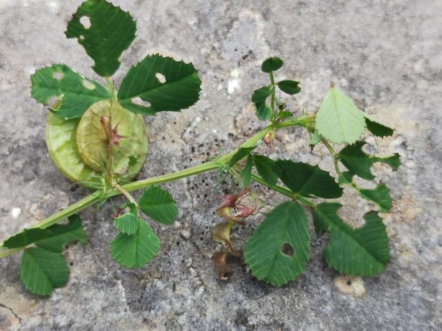 Medicago orbicularis plant met karakteristieke schijfvormige zaaddozen