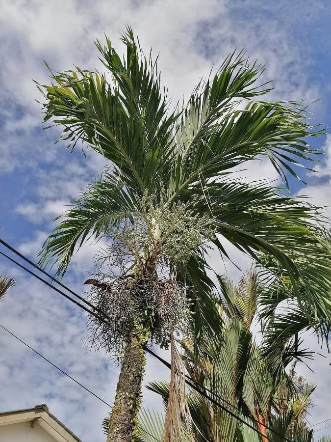 Arecquier avec frondes vertes plumeuses