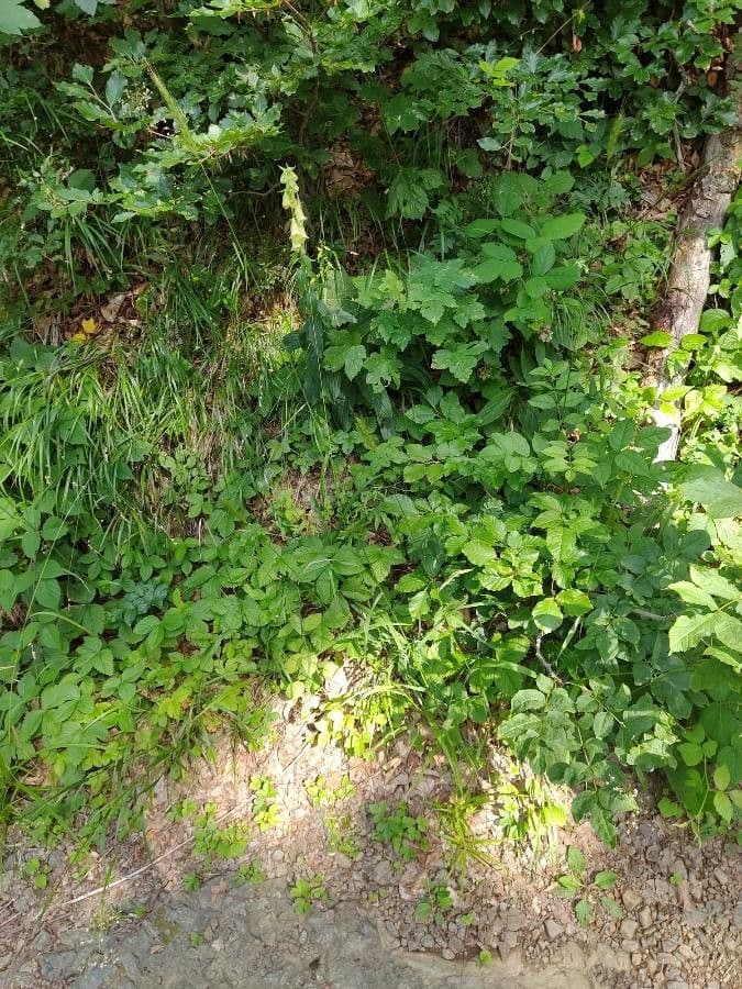 Hordelymus europaeus groeiend in natuurlijke bosomgeving