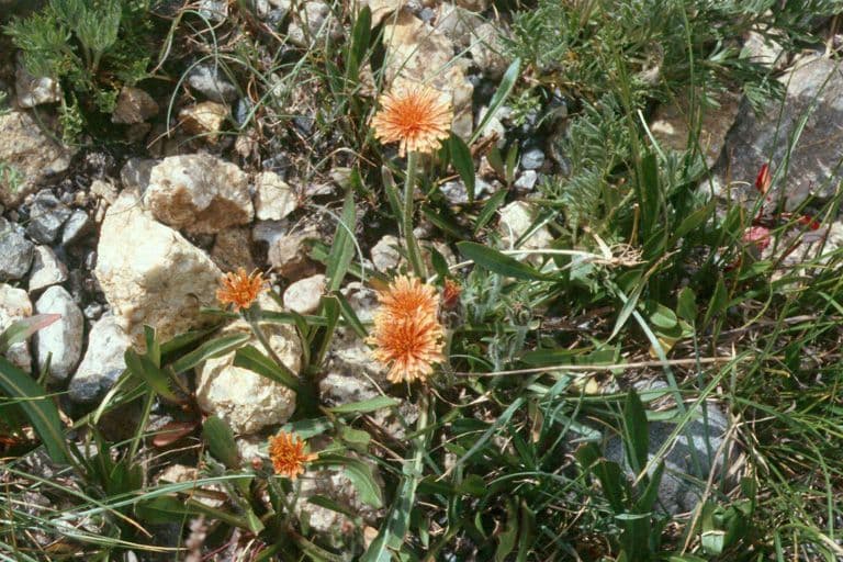 Agoseris aurantiaca with orange flowers in mountain meadow