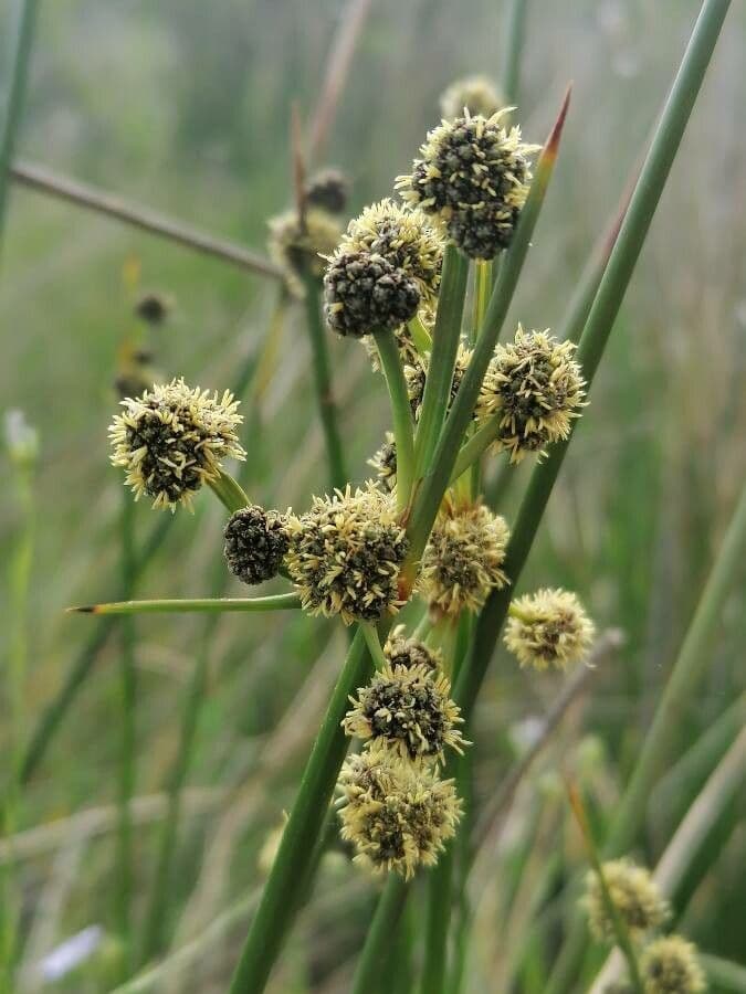 Scirpoides holoschoenus runde braune Bluetenkoepfe auf Stengeln