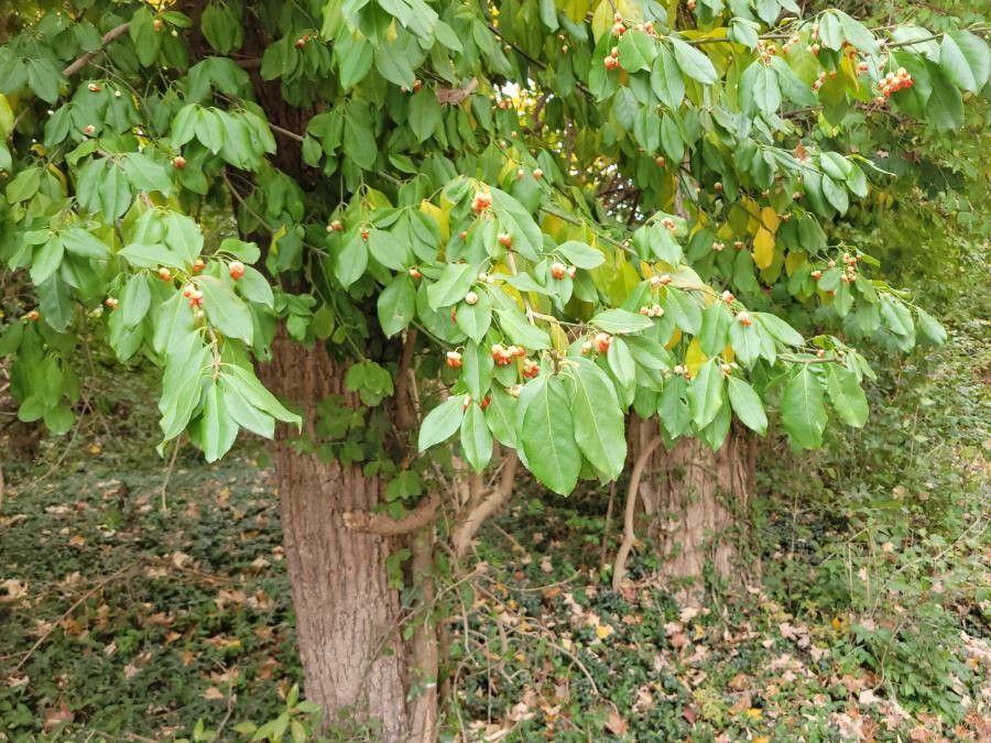 American bittersweet climbing a wooden trellis with orange fruit capsules in autumn
