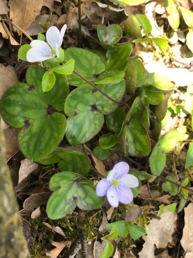 Hépatique noble avec fleurs bleu-violet en sous-bois