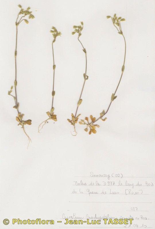 Kalkhoornbloem in volle bloei op een licht beschaduwde plek in de tuin