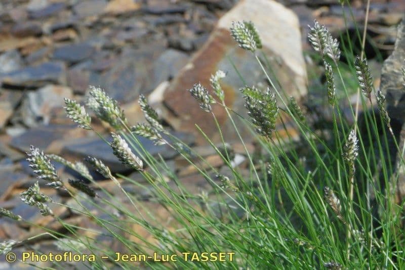 Oreochloa disticha oreeochloa distique sur versant rocheux alpin