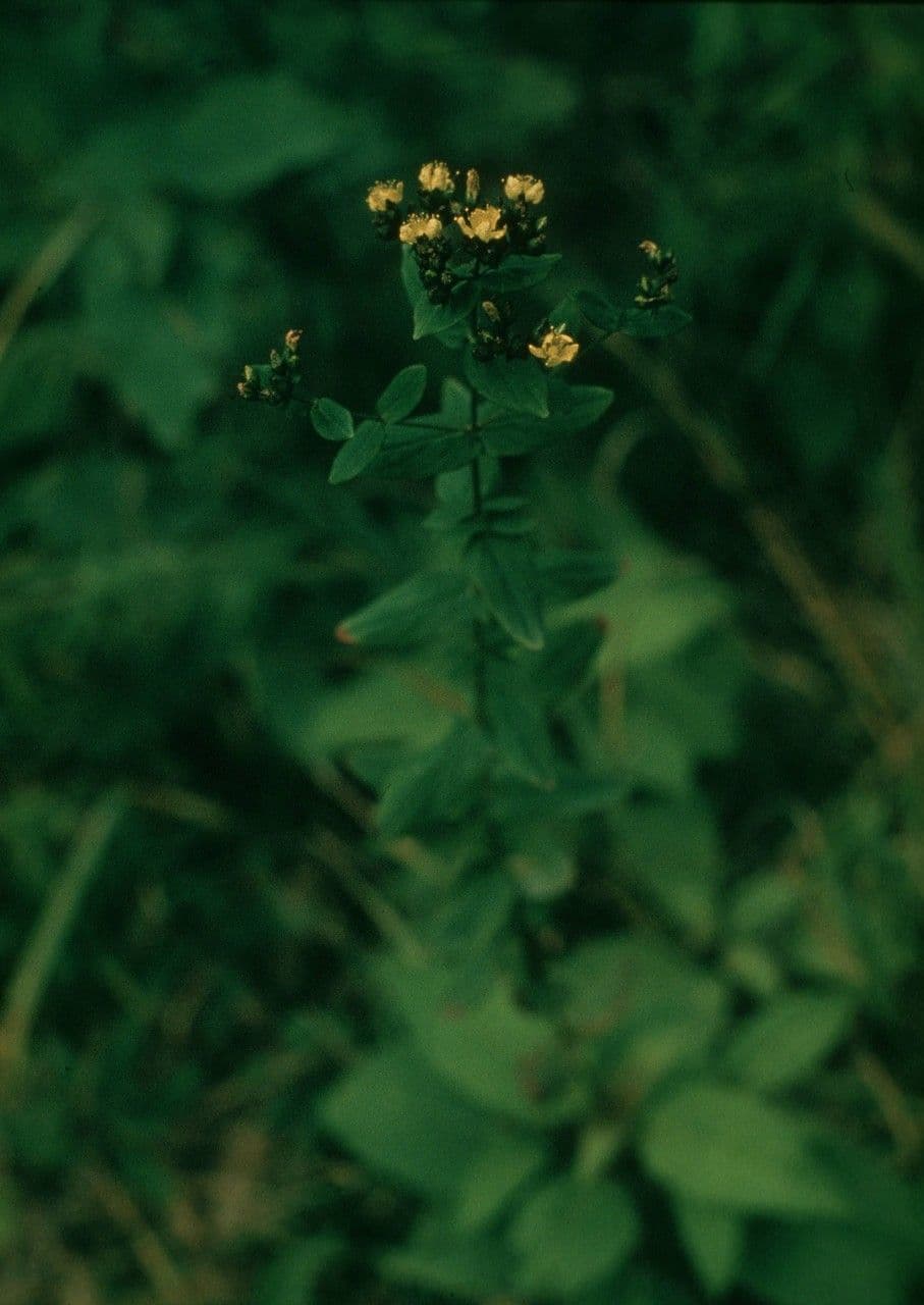 Hypericum ellipticum pale St. John's-wort with small yellow flowers