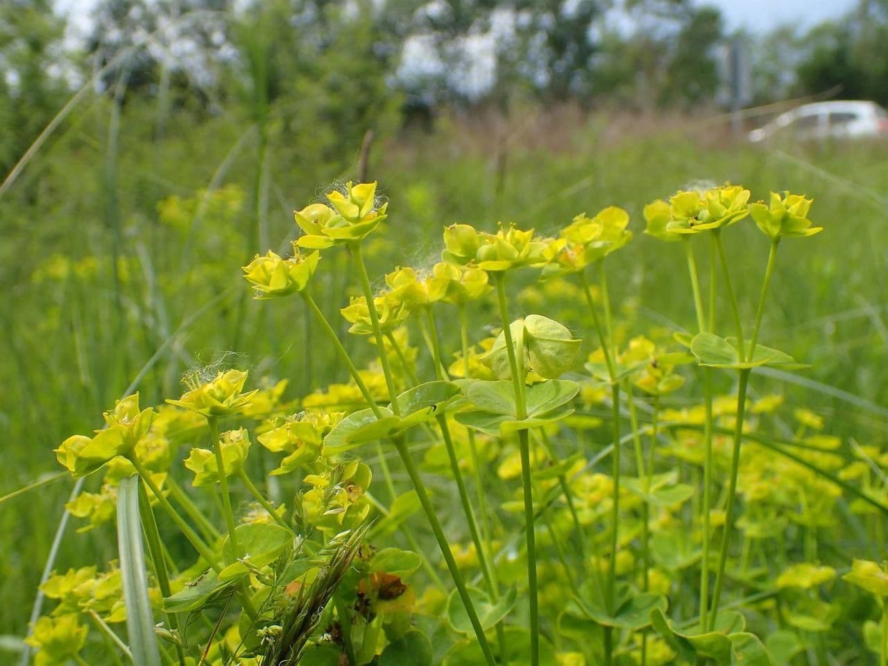Euphorbe ésule (Euphorbia esula) avec feuillage fin