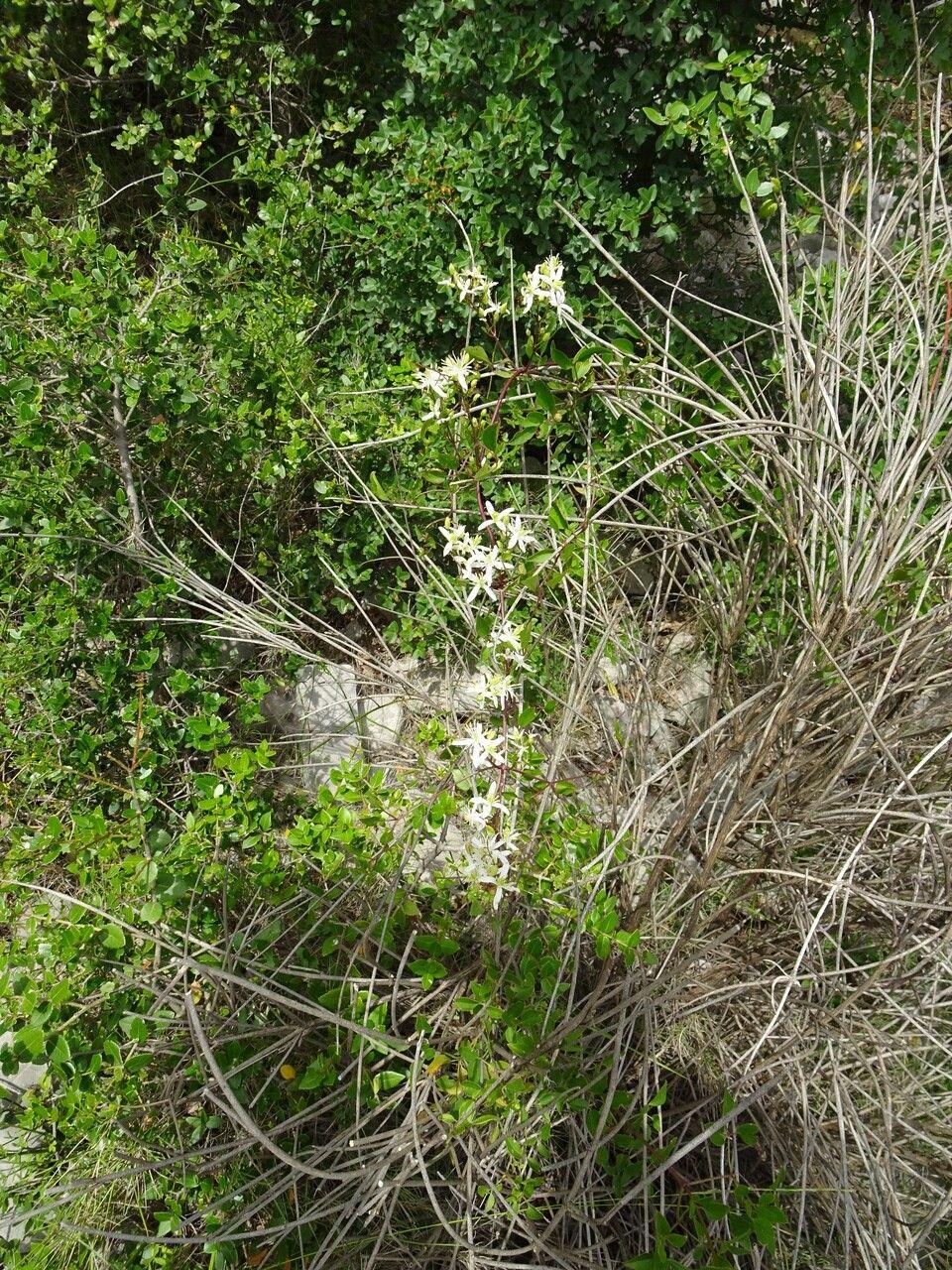Fragrant clematis in volle bloei tegen een natuurstenen muur