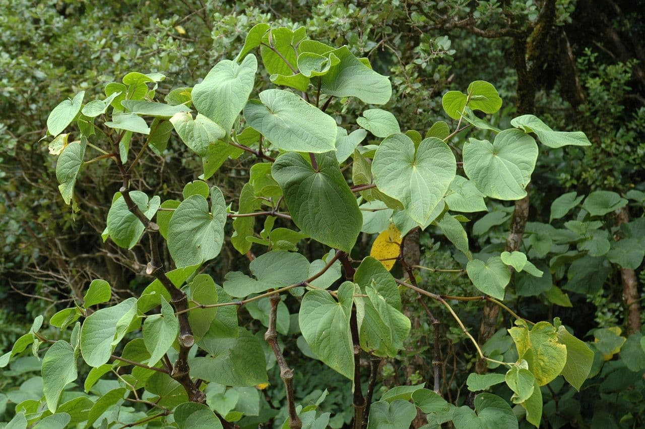 Kava (Piper methysticum) avec de grandes feuilles en coeur dans un cadre tropical