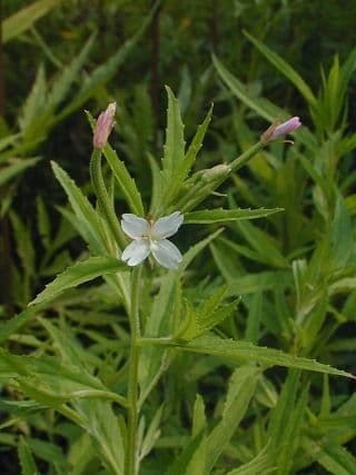 Épilobe coloré avec petites fleurs roses en bord de berge