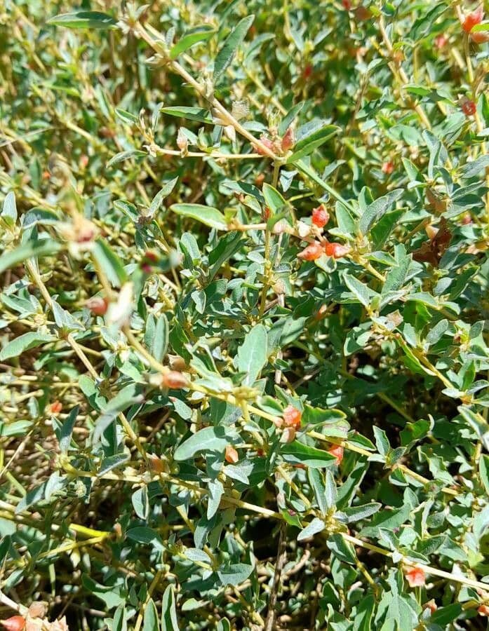 Australische zoutbosplant (Atriplex semibaccata) lage struik met fijne, groenachtige bladeren