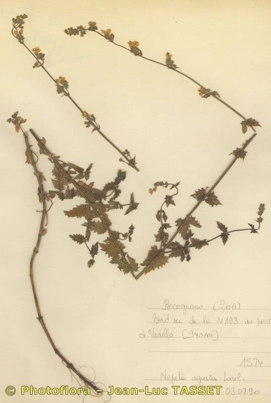 Nepeta agrestis fleurs blanches de la chataire de Corse endémique