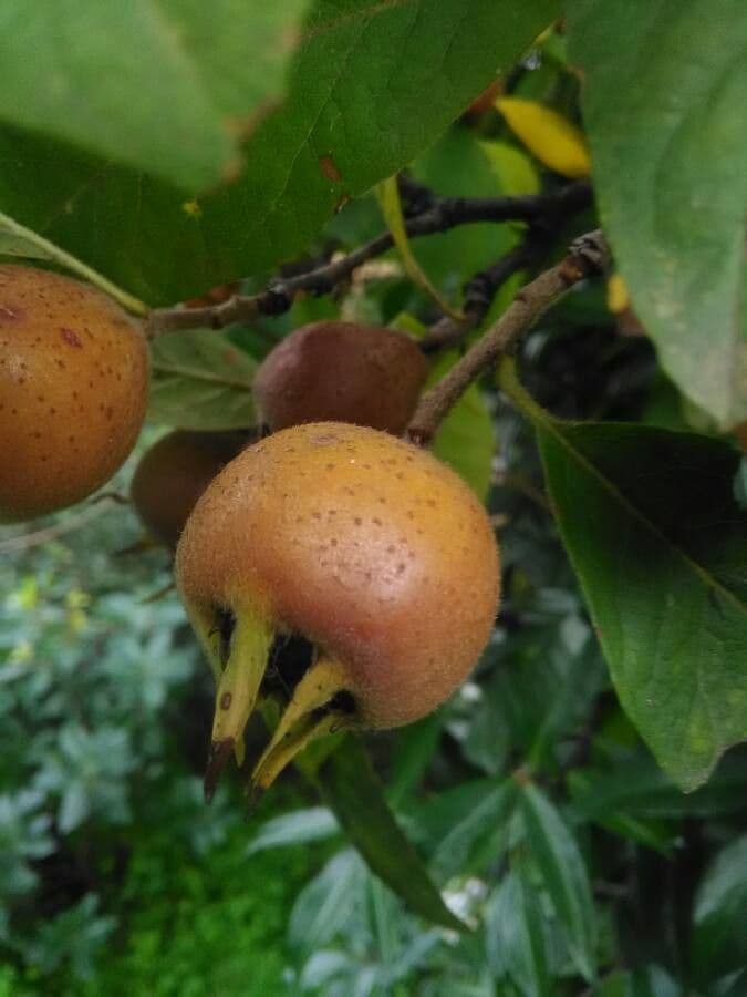 Medlar tree with white flowers and characteristic brown fruits