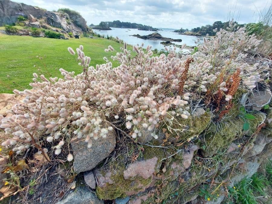 Fleurs molles et poilues du trèfle des champs en paysage champetre