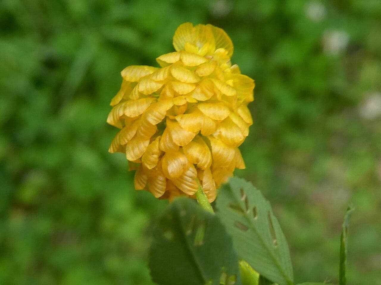 Golden clover flowering heads with bright yellow blooms