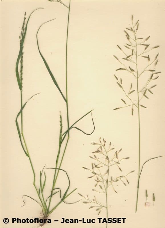 Eragrostis barrelieri with delicate, feathery flower plumes