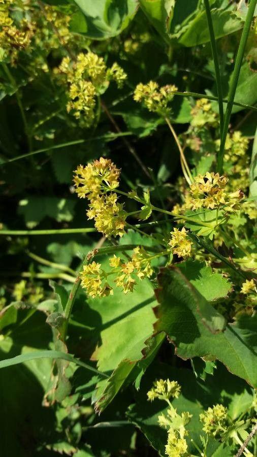Smooth lady's-mantle with glossy leaves and green flower spikes in a moist border setting