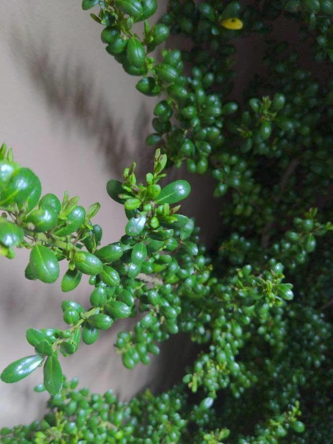 Dichte, dunkelgrüne Japanische Stechpalme in einer Beetumrandung mit weichen Schatten
