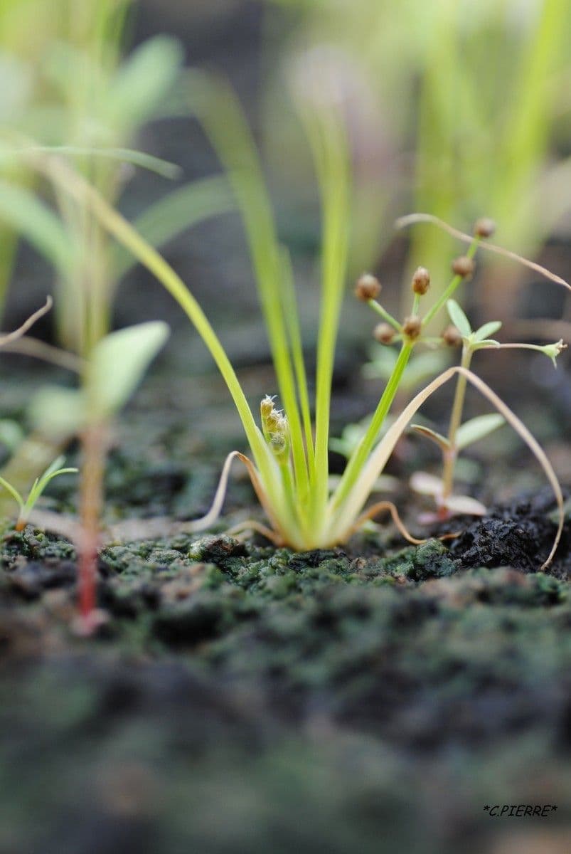 Fimbristylis dichotoma groeit dicht opeen met fijne, opgaande bladen