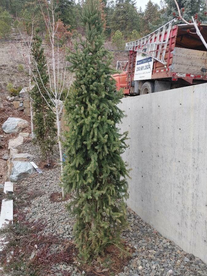 Schwarzfichte im Feuchtgebiet mit dichtem grünem Nadelkleid und kegelförmigem Wuchs