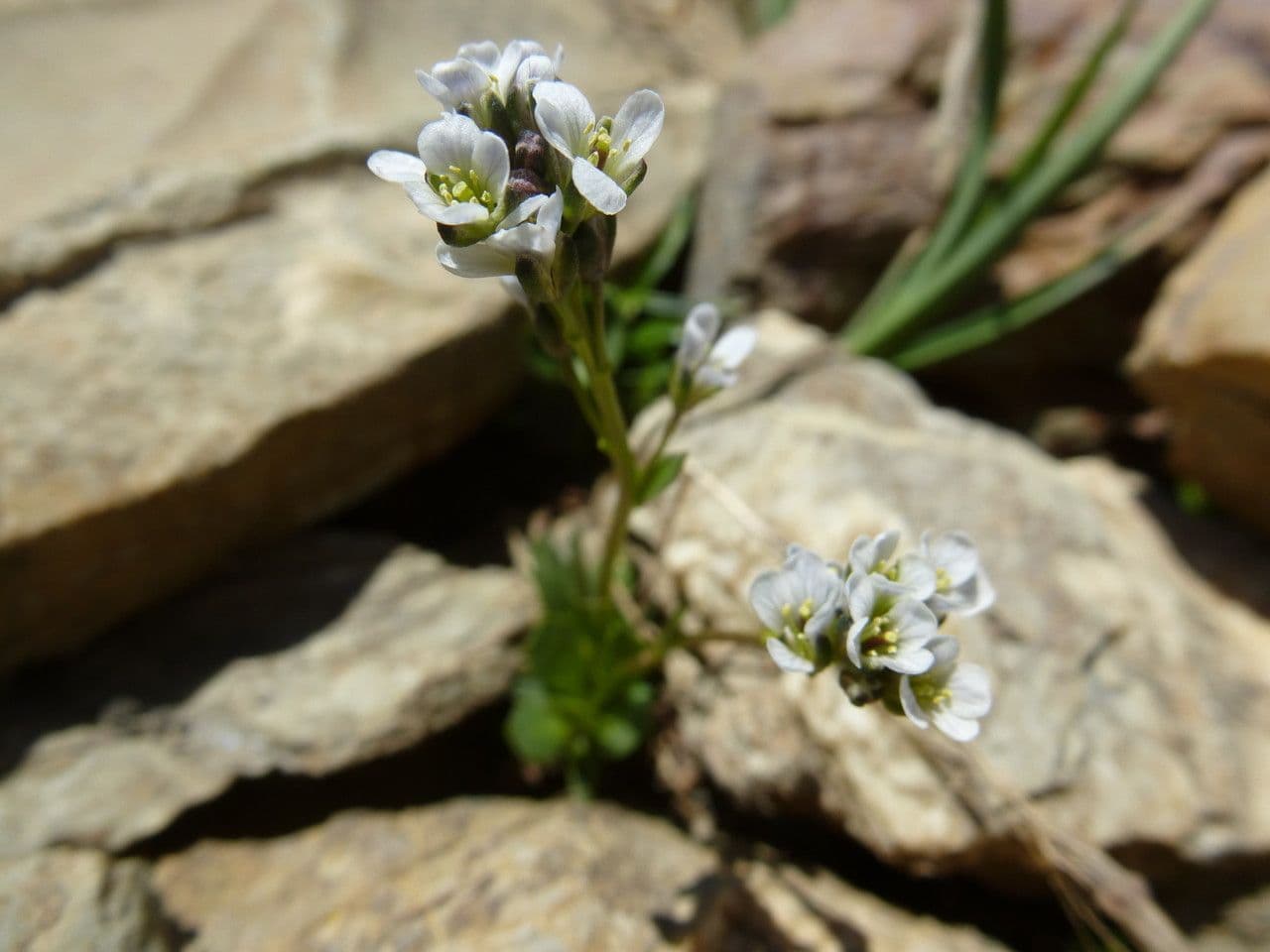 Arabis caerulea blue rockcress with blue-purple flowers growing on rocky alpine terrain