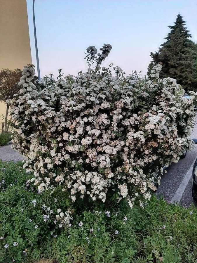 Weiße Blüten des Kanton-Spierstrauchs im Frühling