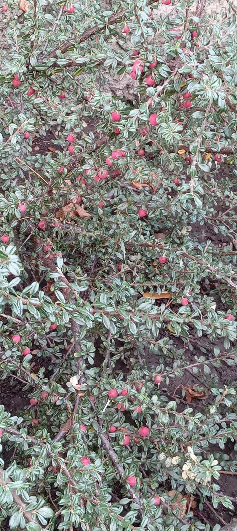 Small-leaf cotoneaster with glossy green leaves and red berries in a garden border.