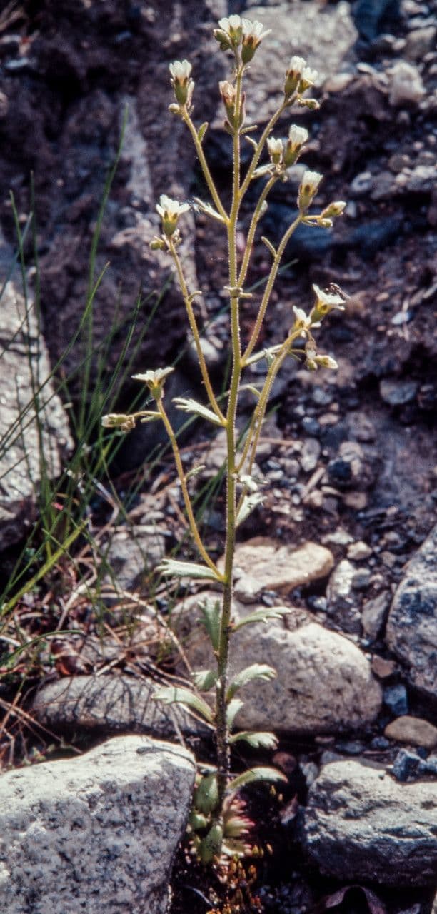 Wedgeleaf saxifrage with white flowers on mountain terrain