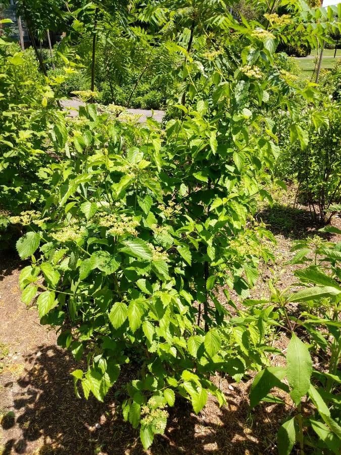 Viburnum dentatum avec grappes de fleurs blanc-creme et feuillage vert