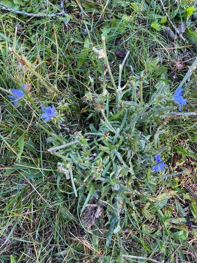 Frische Endivie-Pflanze mit gekräuselten Blättern in einem Hochbeet unter Sonnenlicht