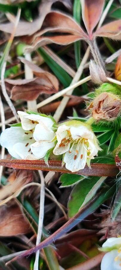 White cinquefoil in full bloom on a dry, sunny slope with silvery foliage and bright white flowers