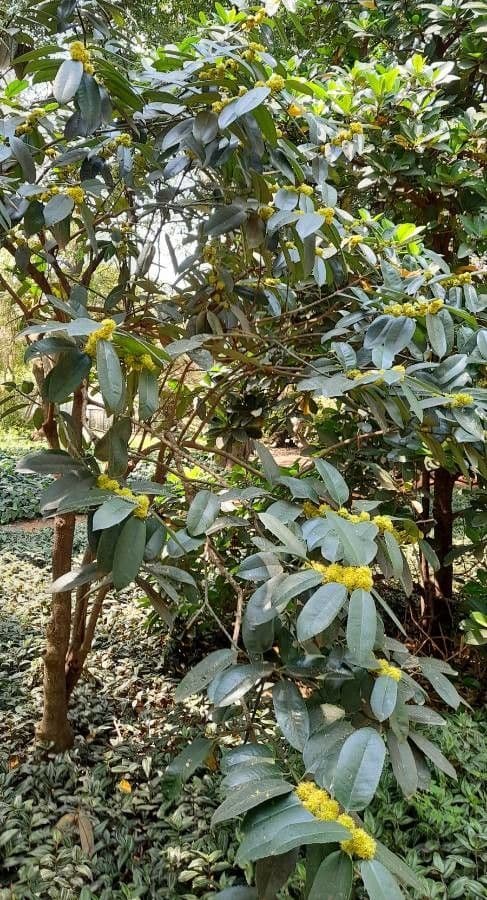 Glänzend grüne Blätter von Ilex latifolia