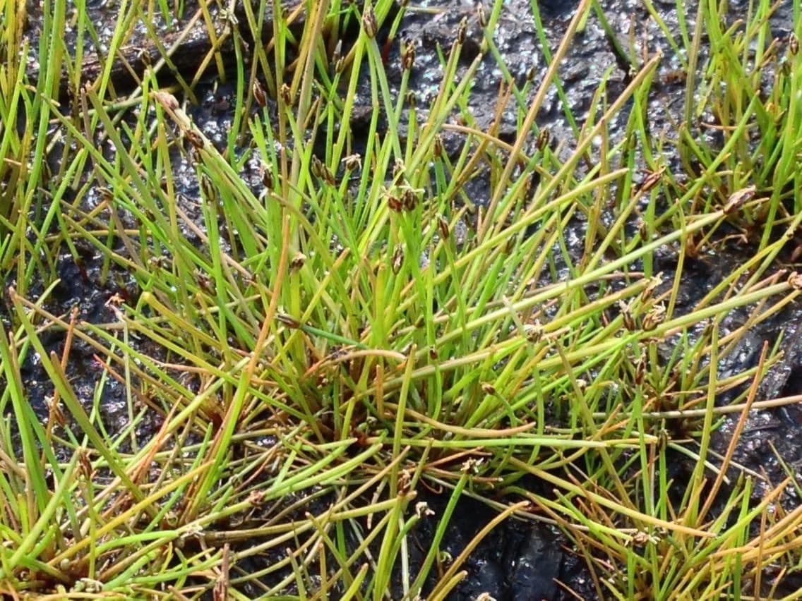 Yellow spikerush with fine foliage in wet environment