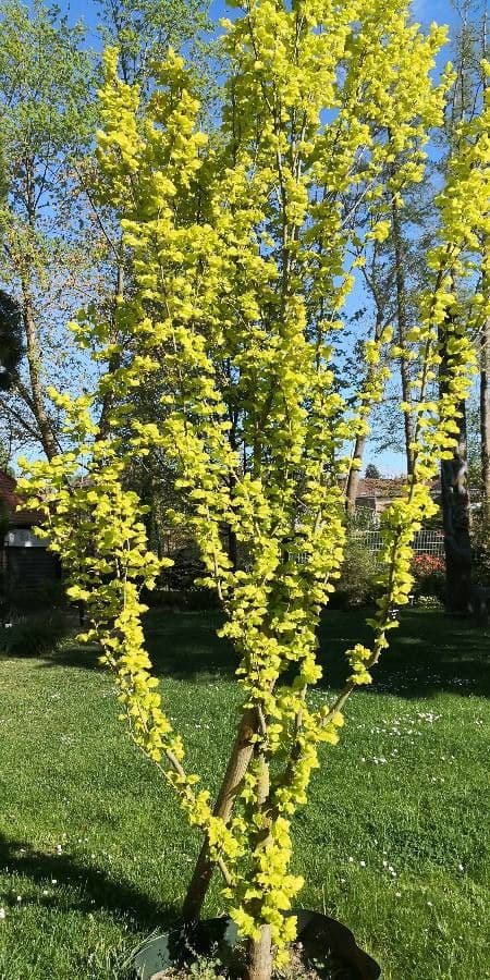 Dutch elm (Ulmus x hollandica) showing its broad arching crown in a park setting