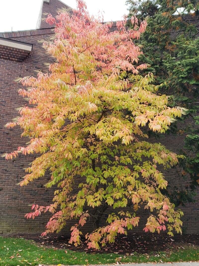Oxydendrum arboreum with white hanging flowers and green foliage